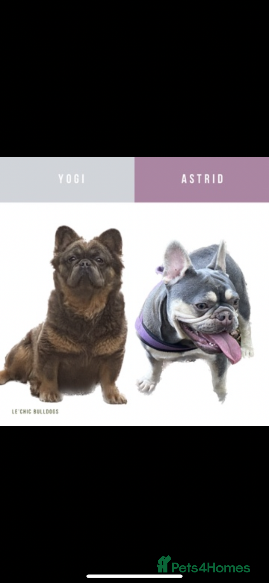 French Bulldog dogs NEW LUXURY FRENCHIES 3 x GIRLS 4 x BOYS - Advert 3