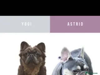 French Bulldog dogs NEW LUXURY FRENCHIES 3 x GIRLS 4 x BOYS - Advert 6