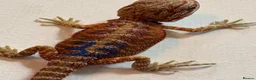 Bearded Dragon reptiles for sale: Stunning baby bearded dragons - Advert 17