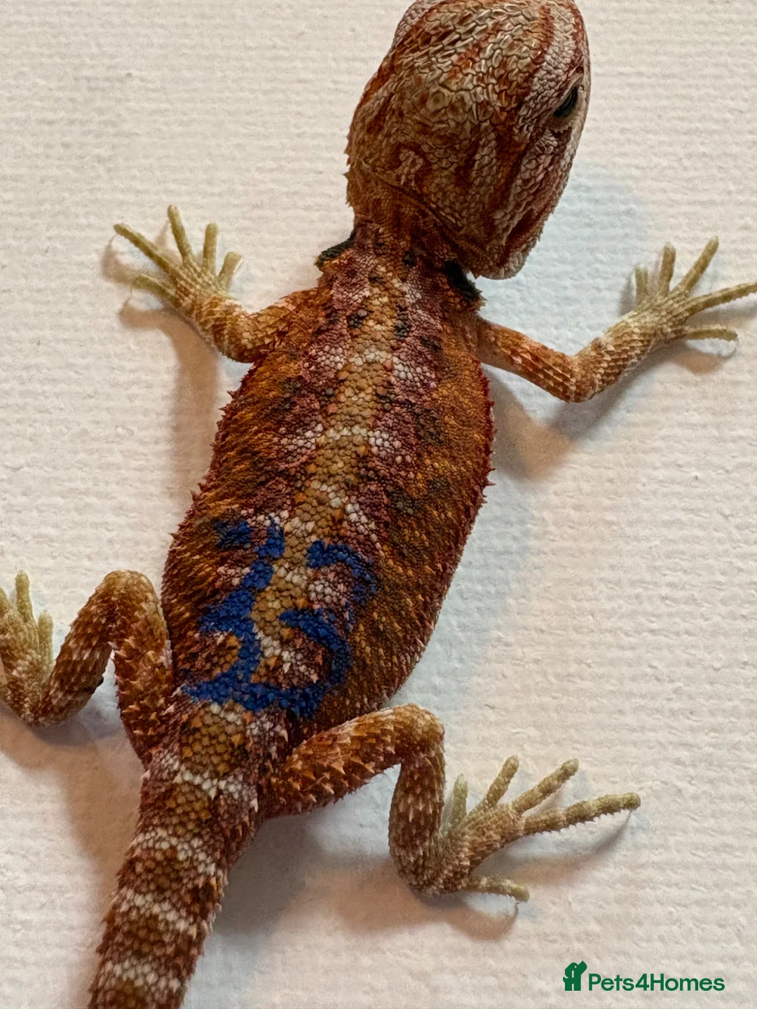 Bearded Dragon reptiles for sale: Stunning baby bearded dragons £100 ONO  - Advert 40