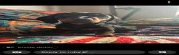 Miniature Dachshund dogs for sale: Miniature dachshund pups - Advert 32