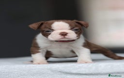 Boston Terrier dogs for stud: KING OF THE MIDLANDS LILAC BOSTON STUD HC CLEAR in West Bromwich - Image 5