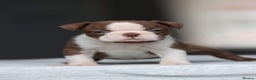 Boston Terrier dogs for stud: KING OF THE MIDLANDS LILAC BOSTON STUD HC CLEAR in West Bromwich - Advert 5