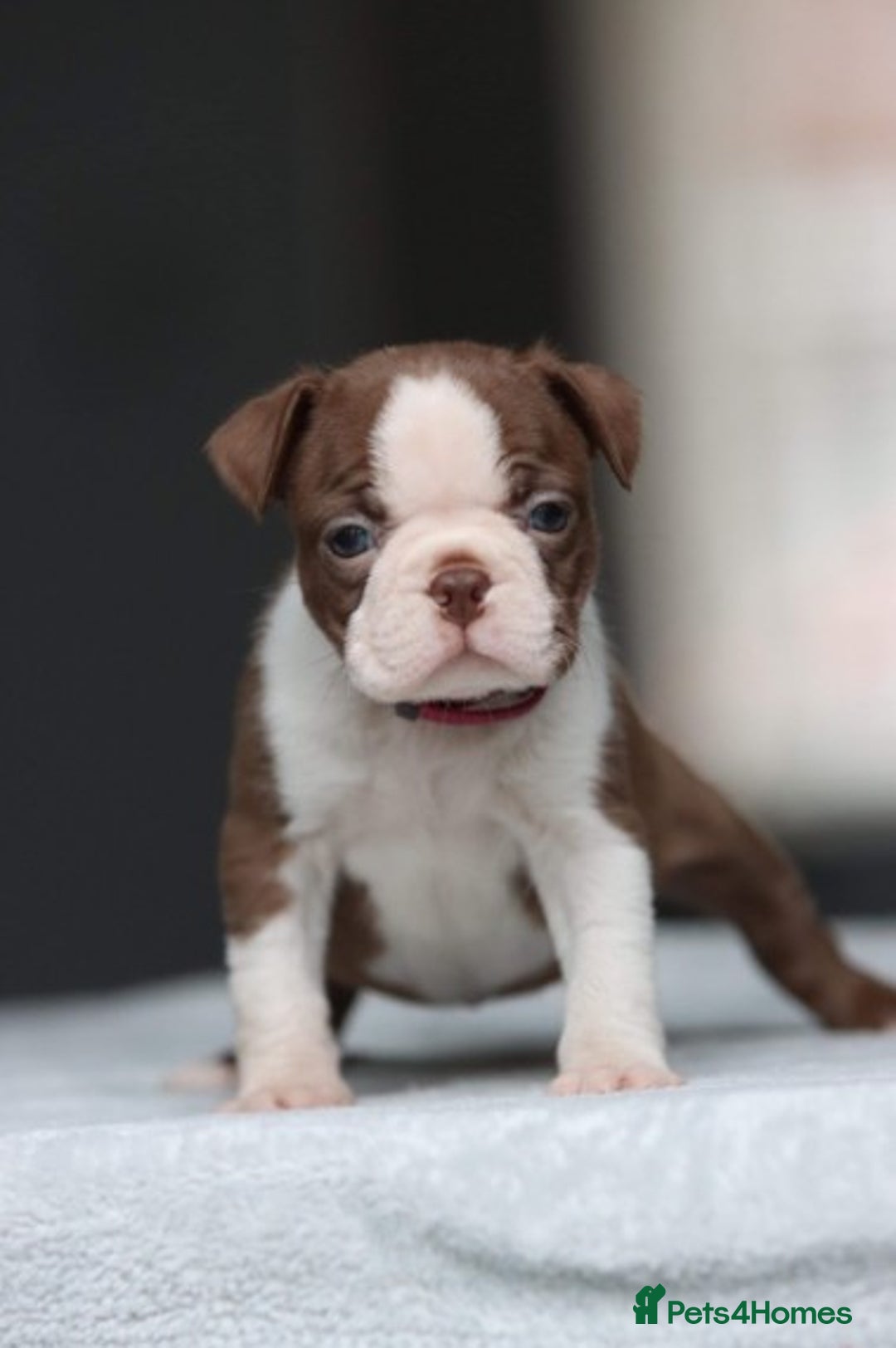 Boston Terrier dogs for stud: KING OF THE MIDLANDS LILAC BOSTON STUD HC CLEAR in West Bromwich - Image 5