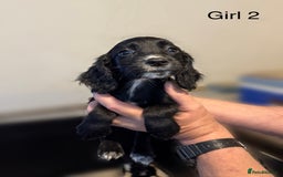 Cocker Spaniel dogs for sale: Beautiful cocker spaniel puppies ready now - Image 18