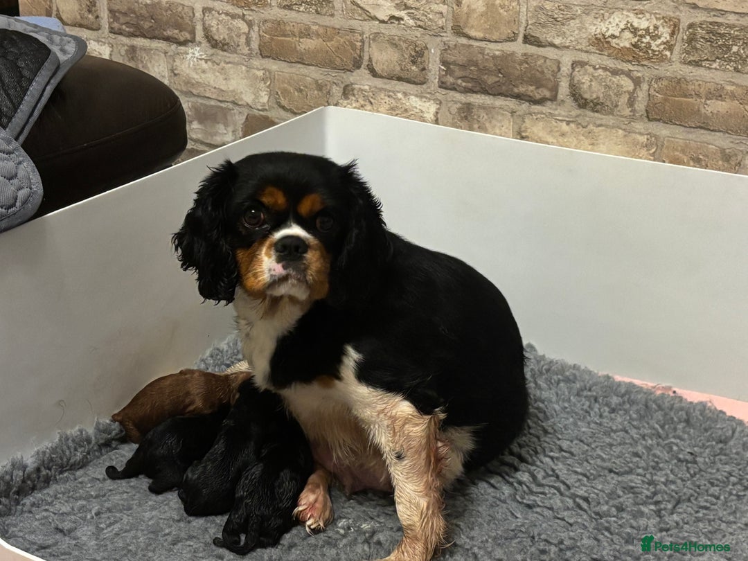 Cavapoo dogs for sale: Extensive health tested f1 cavapoo pups males  - Image 4