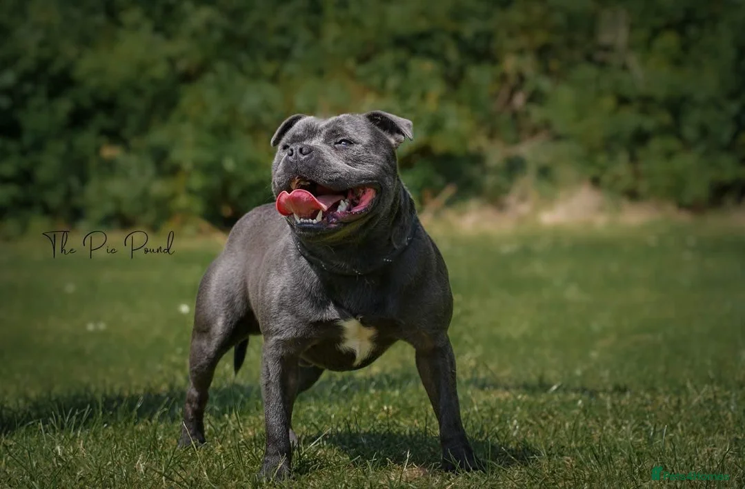 Staffordshire Bull Terrier dogs for sale: Blue Staffordshire bull terrier puppies  - Advert 11