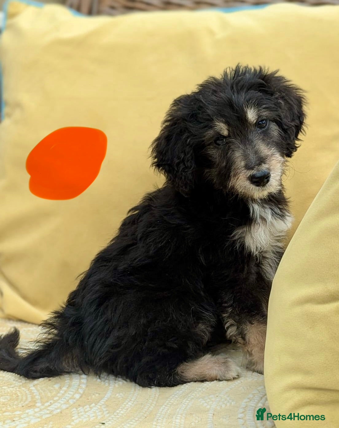 Bordoodle dogs for sale: Standard Bordoodle puppies- ready now - Advert 13