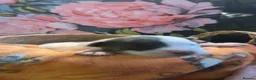 Mixed Breed dogs for sale: Pocket Bully Cross Puppies - Advert 7