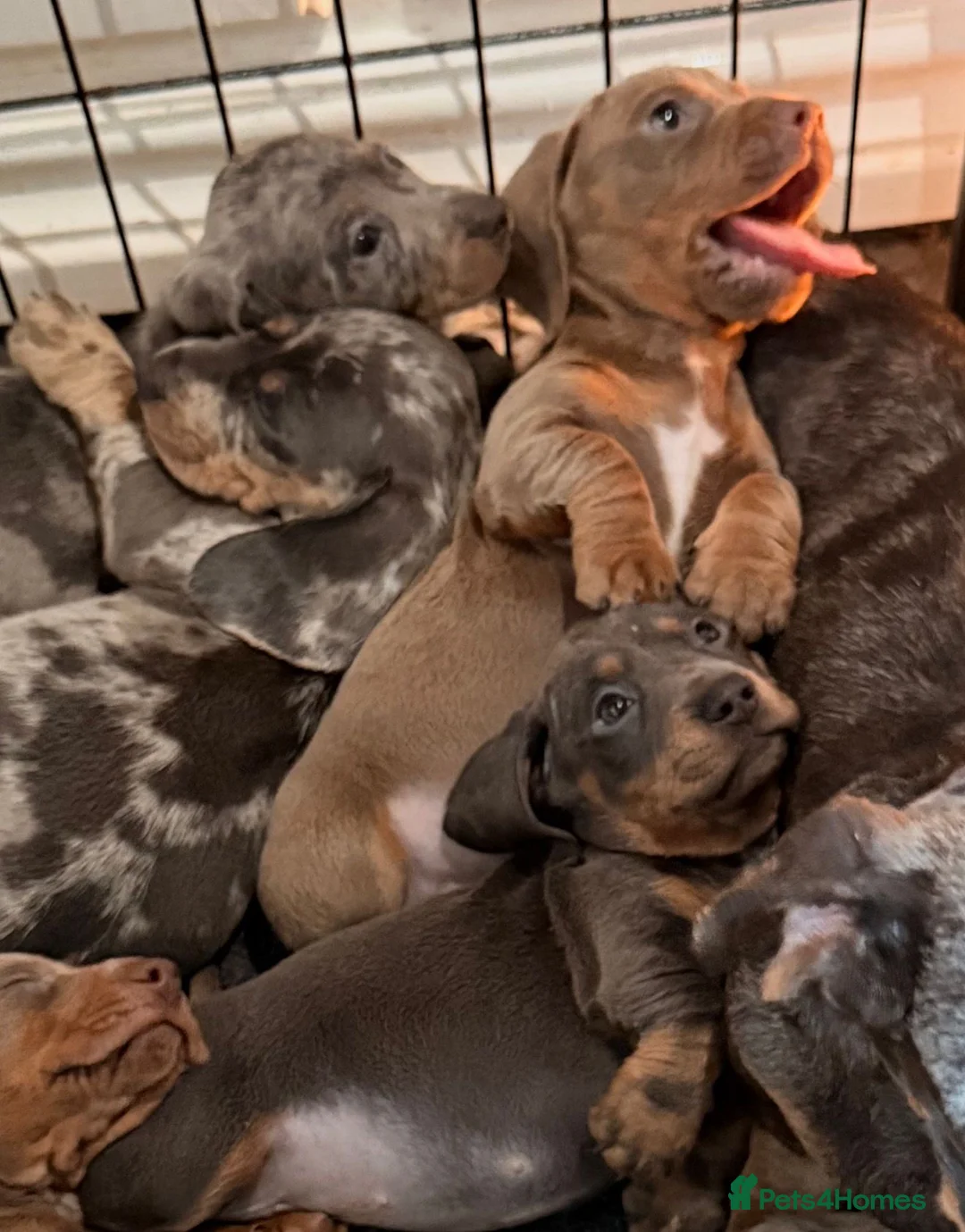 Miniature Dachshund dogs for sale: Miniature Dachshund Puppies - Advert 4