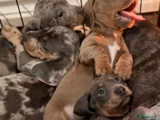 Miniature Dachshund dogs Miniature Dachshund Puppies - Advert 1