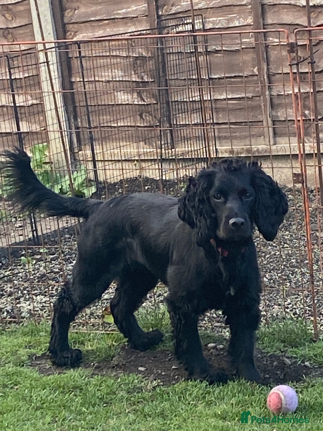 Mixed Breed dogs for sale: Sprocker spaniel cross - Image 1