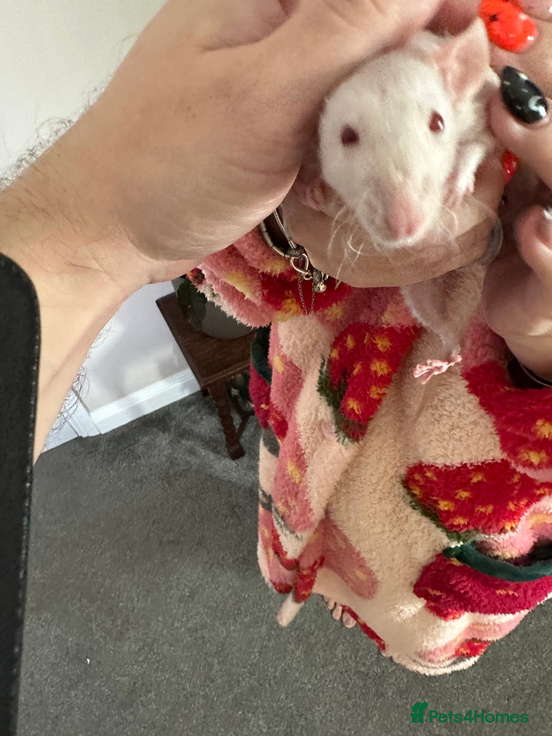 Rat rodents for sale: Pair of Dumbo Rex hairless male Rats - Image 3