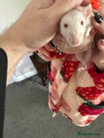 Rat rodents - Advert 7