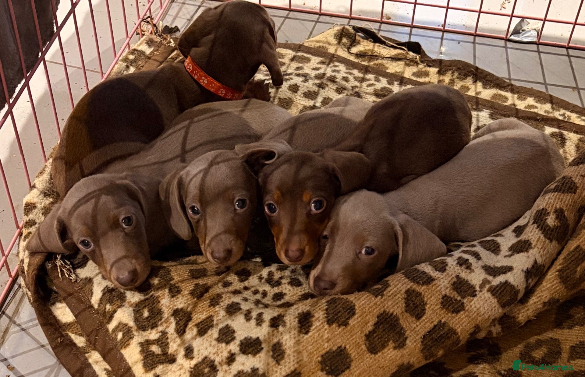 Dachshund dogs for sale: Standard/miniature dachshund  - Advert 5