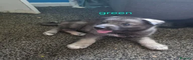 Shepsky Puppy green boy