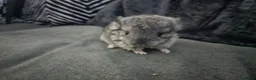 Chinchilla rodents for sale: Lovely chinchila kits all standard  - Advert 29