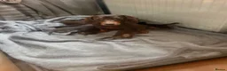 Dachshund dogs for sale: Adorable dachshund puppies in Paisley - Advert 1