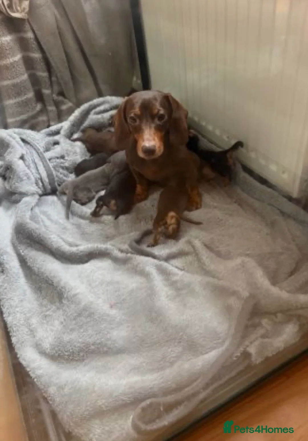 Dachshund dogs for sale: Adorable dachshund puppies in Paisley - Advert 1