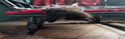 Mixed Breed cats for sale: Beautiful kittens ready for new homes NOW! in King's Lynn - Advert 13
