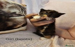 Mixed Breed cats for sale: British Long hair x kittens ONLY 4 FEMALES LEFT - Image 2