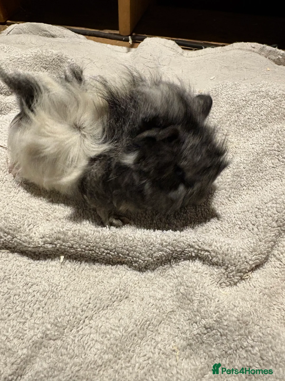 Guinea Pig rodents for sale: Baby Guinea pigs - Advert 4