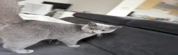 British Shorthair cats for sale: Pebble - Gorgeous Girl Looking For New Home - Advert 4