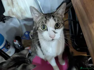 Mixed Breed cats Very playful, healthy and happy kittens - Advert 1