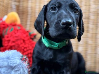 German Shorthaired Pointer dogs KC GSP Pups Health Tested Parents - Advert 13