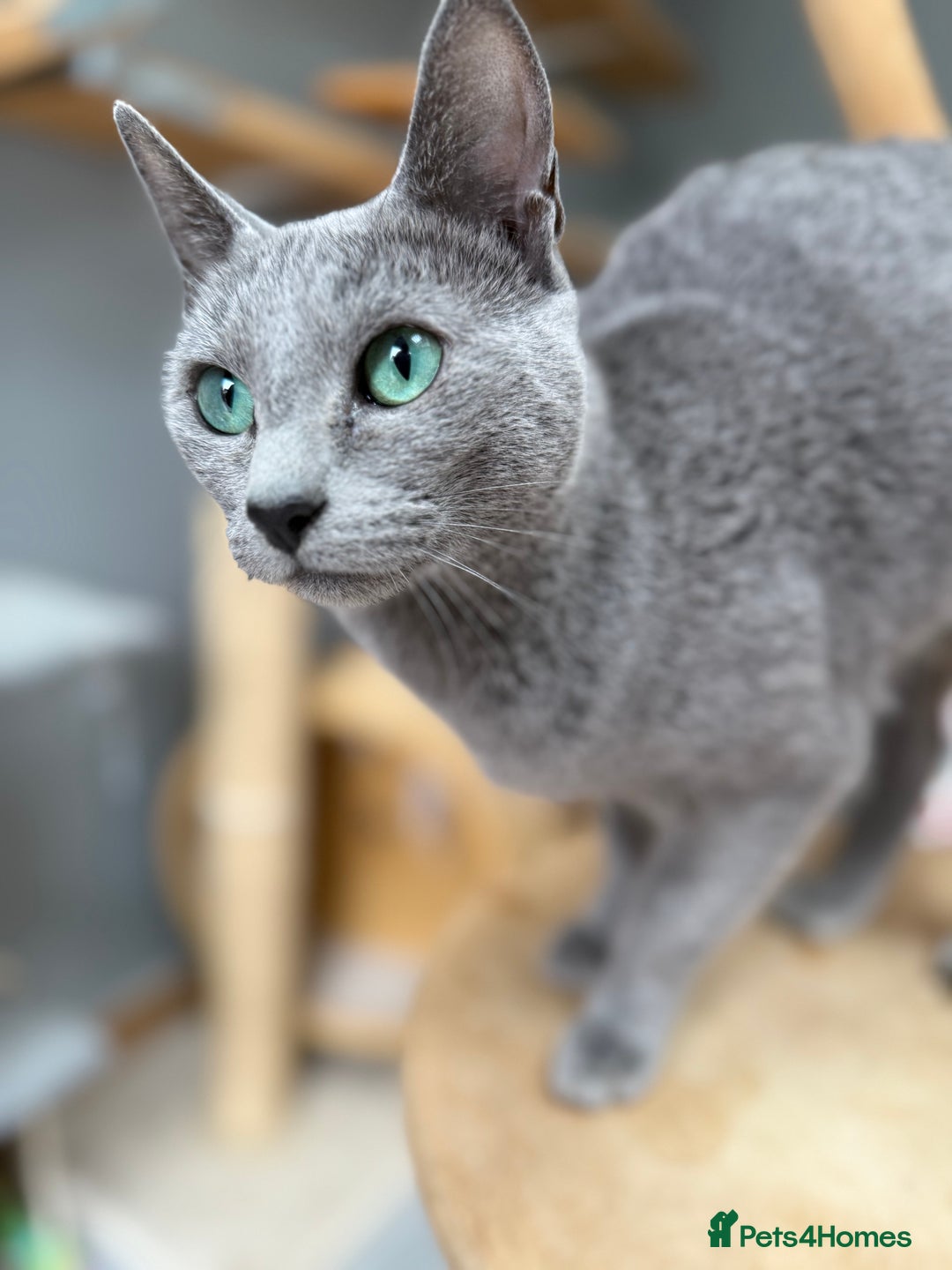 Russian Blue cats for sale: GCCF RUSSIAN BLUE KITTENS  💙🩷🐾 in Manchester - Image 14