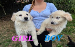 German Shepherd dogs for sale: Quality KC Reg Long Coat German Shepherd Pups  - Image 2