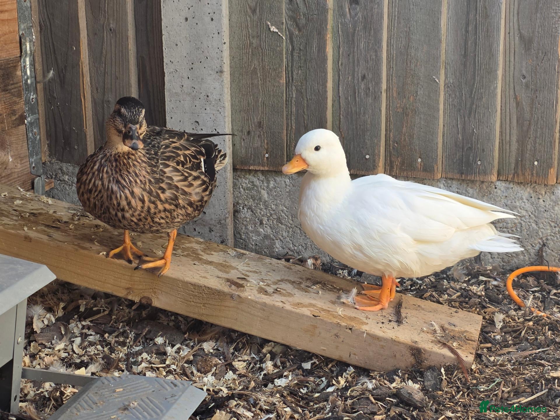 Ducks poultry Call ducks bonded pair  - Advert 1