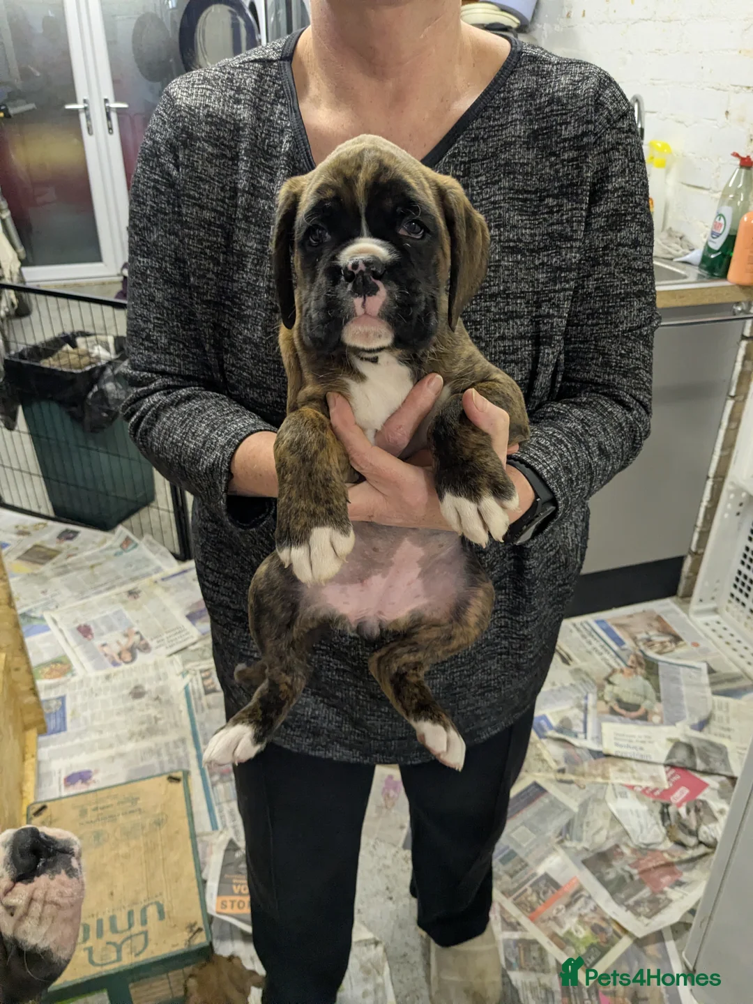 Boxer dogs for sale: Beautiful litter from KC registered mother - Advert 7