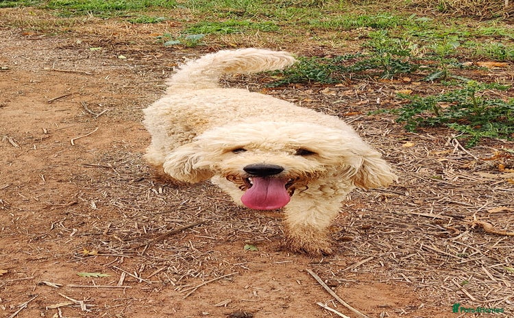 Labradoodle dogs - Advert 15