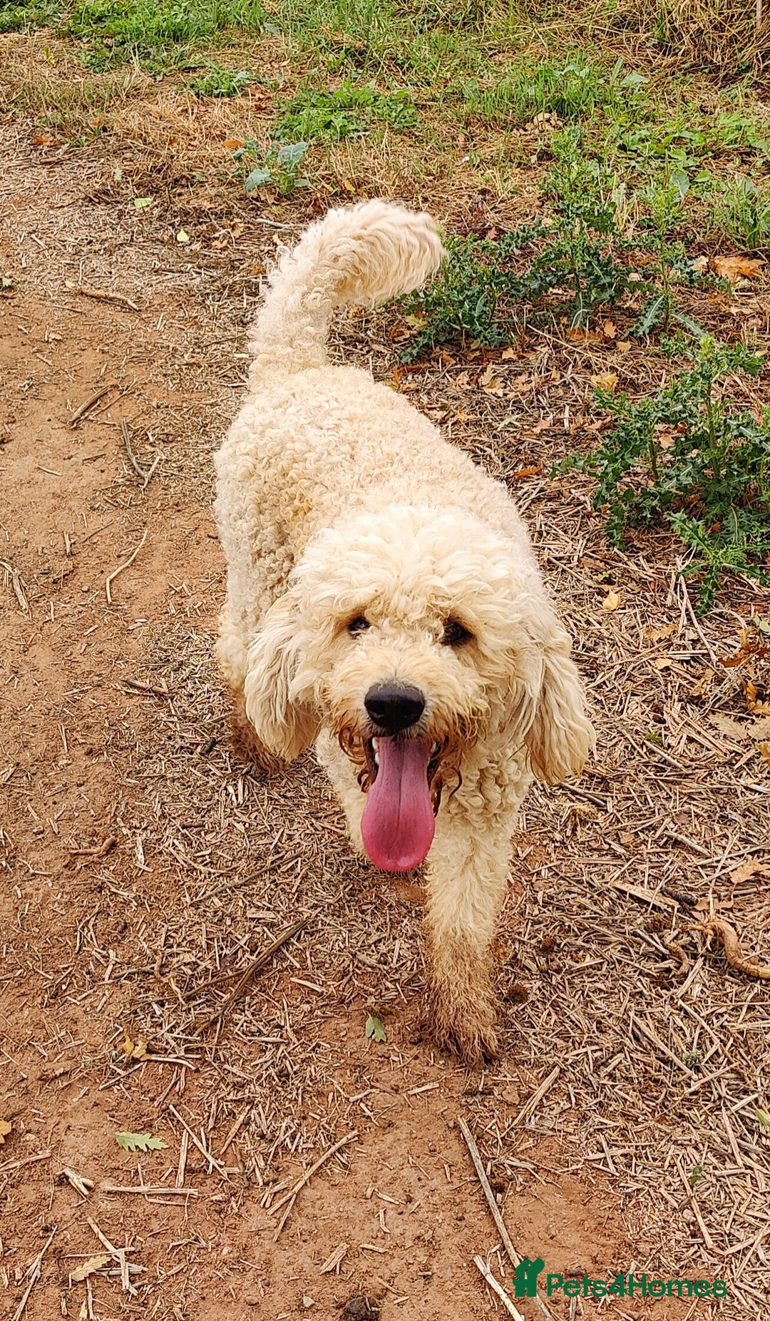 Labradoodle dogs for stud: Beautiful labradoodle for stud - Image 1