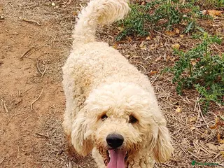 Labradoodle dogs Beautiful labradoodle for stud - Advert 2