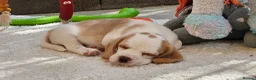 Beagle dogs for sale: Stunning KC Registered Beagle Pups- Ready 24.08.26 in Thirsk - Advert 33