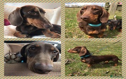Miniature Dachshund dogs for stud: Proven, KC, PRA clear, tested Miniature Dachshund in Hinckley - Image 1