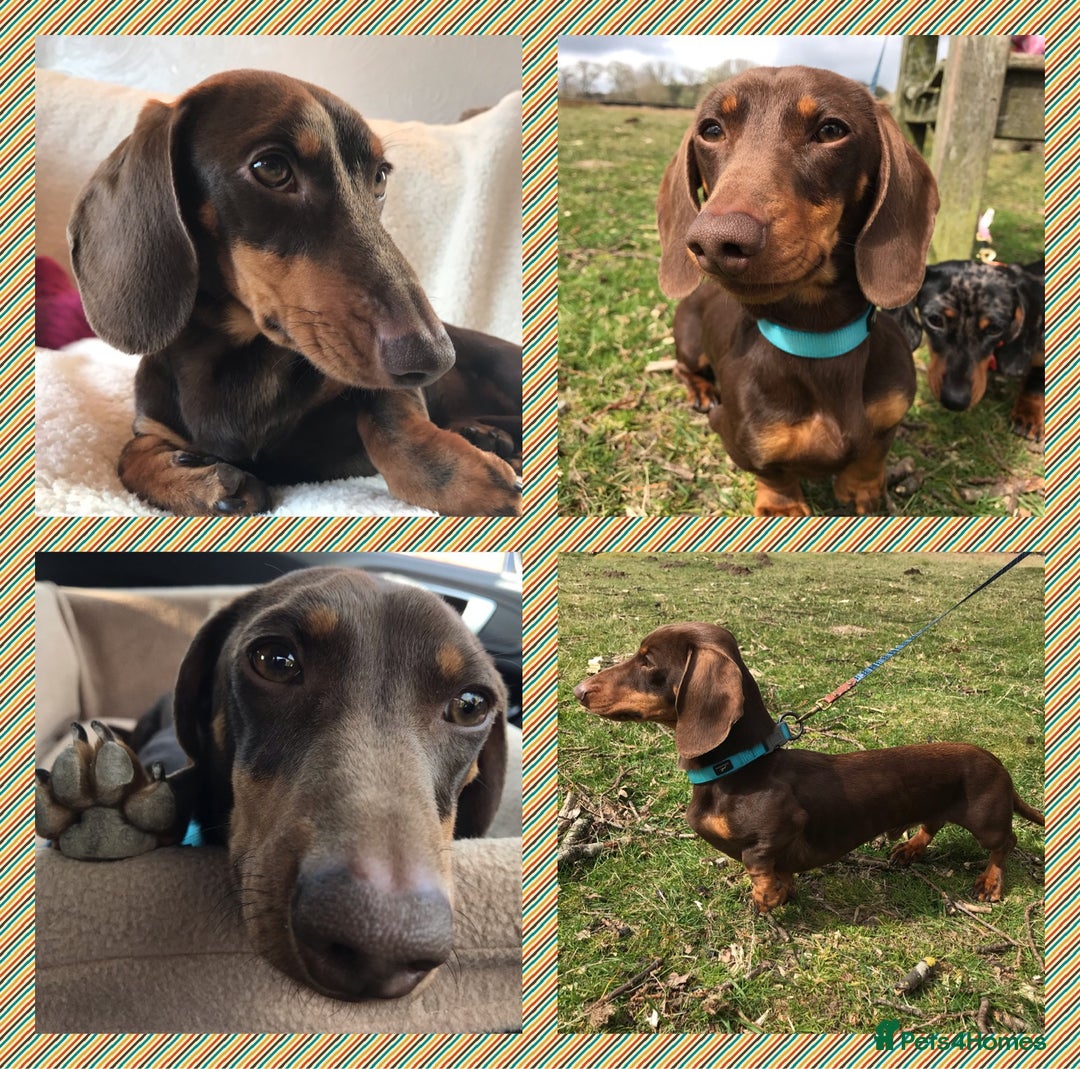 Miniature Dachshund dogs for stud: Proven, KC, PRA clear, tested Miniature Dachshund in Hinckley - Image 1