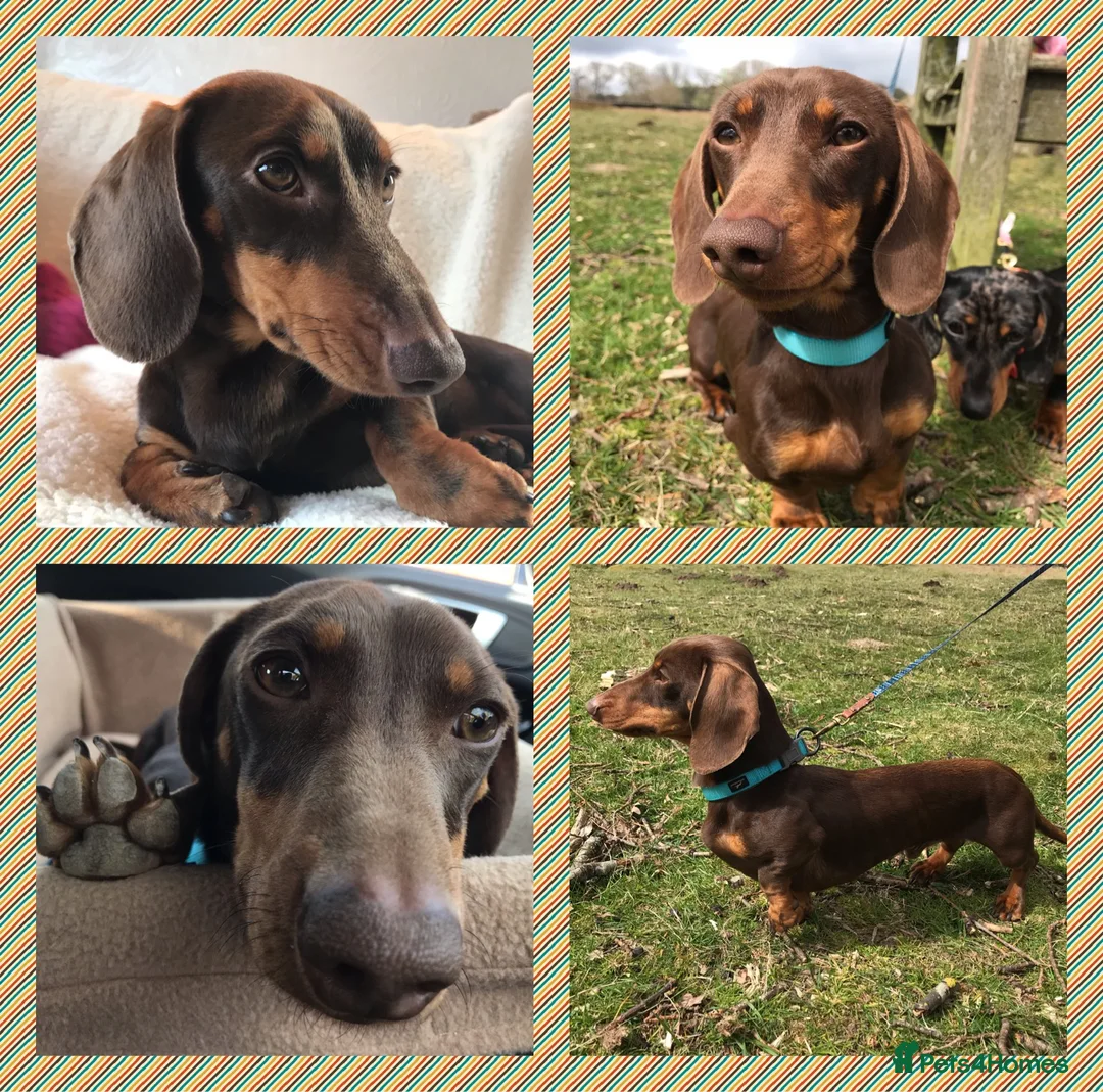 Miniature Dachshund dogs for stud: Proven, KC, PRA clear, tested Miniature Dachshund - Advert 1