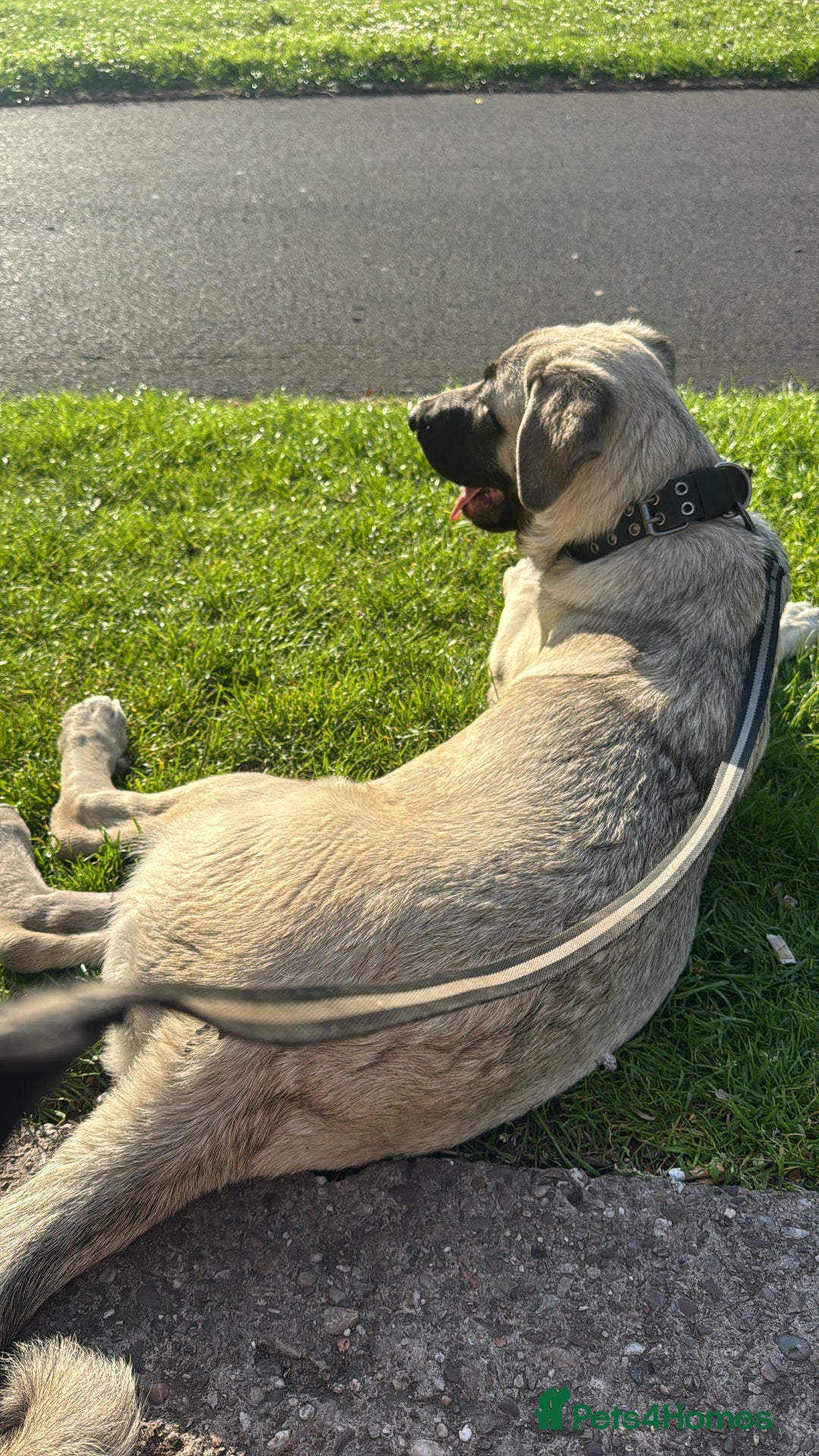 Turkish Kangal dogs for sale: Turkish Kangal 5 Month Puppy Fantastic Confident  - Image 2