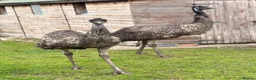 Emus poultry for sale: Emu pair  - Advert 3