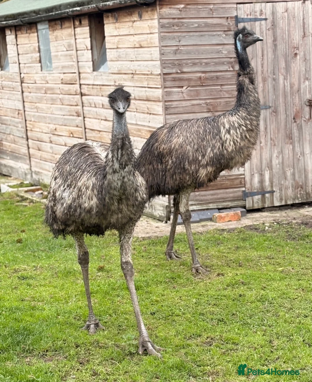 Emus poultry for sale: Emu pair  - Advert 3