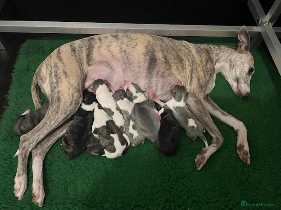 Whippet dogs for sale: Home reared pedigree Whippet Puppies - Advert 4