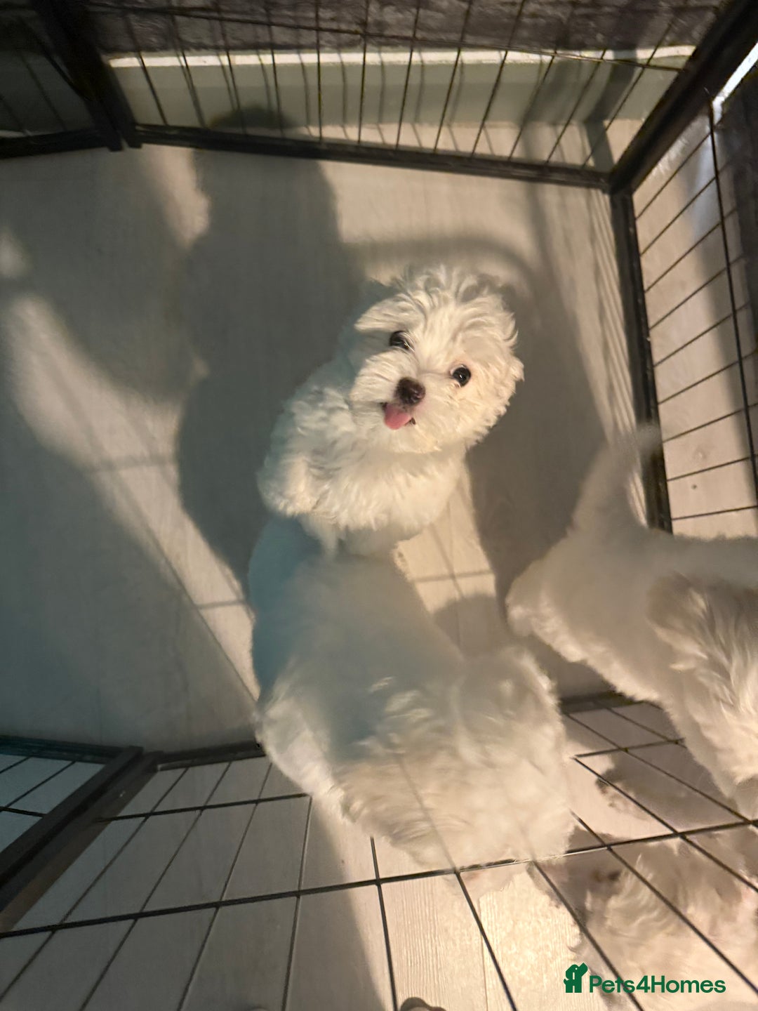 Maltese dogs for sale: 🐶 Bichon Maltese Puppies for Sale – Home Bred - Advert 8