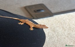 Gecko reptiles for sale: Brown Dalmatian Crested Gecko in Banbury - Image 12