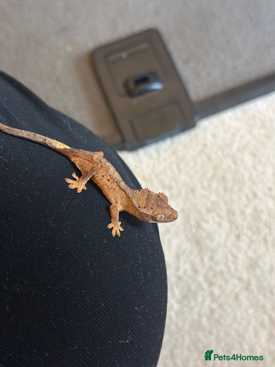 Gecko reptiles for sale: Brown Dalmatian Crested Gecko in Banbury - Image 12