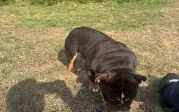 English Bulldog dogs for sale: Chocolate Tri female English bulldog  - Image 8