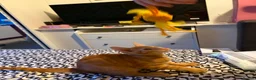Mixed Breed cats for sale: Ginger beauty  - Advert 2