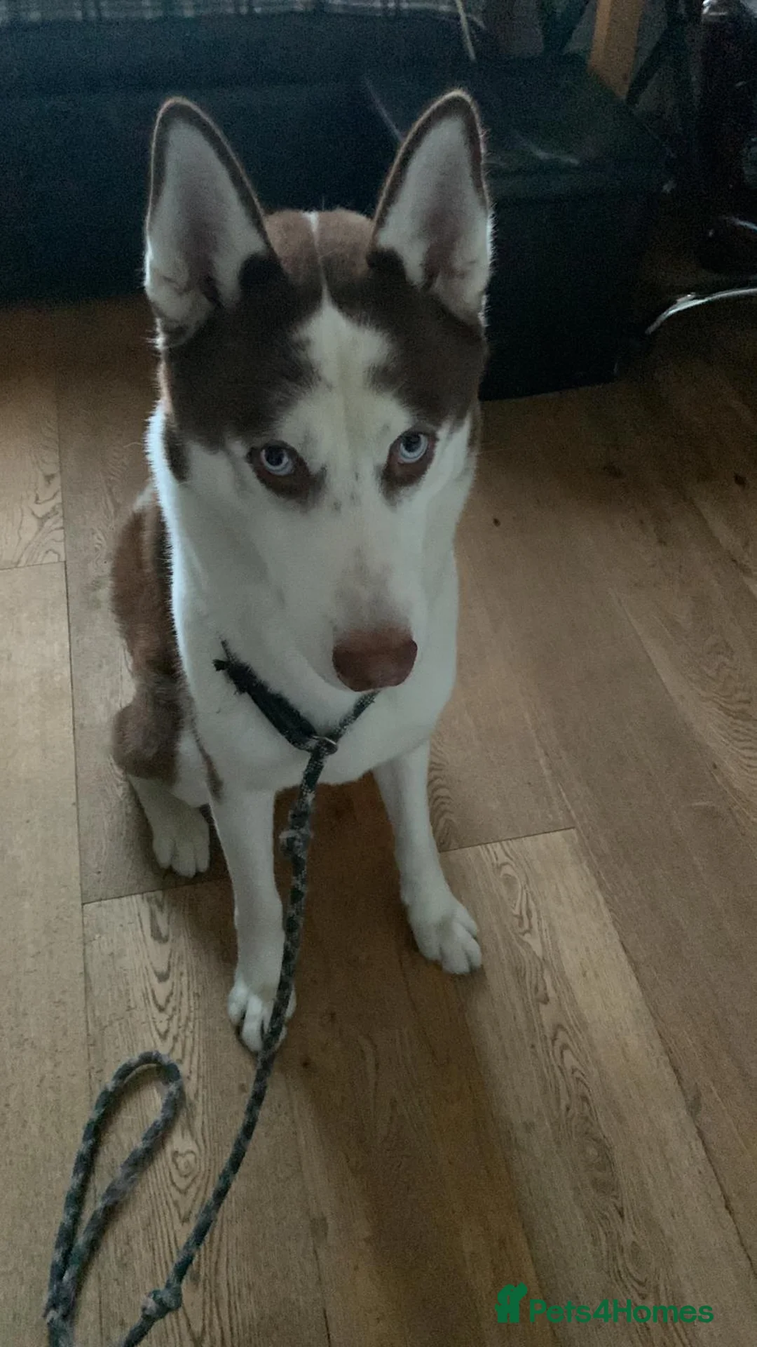 Siberian Husky dogs for sale: Laldro - 1 Year Old Husky Looking for a Home - Advert 2